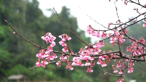 早晨樱花慢镜头盛开着粉红色的日本樱花