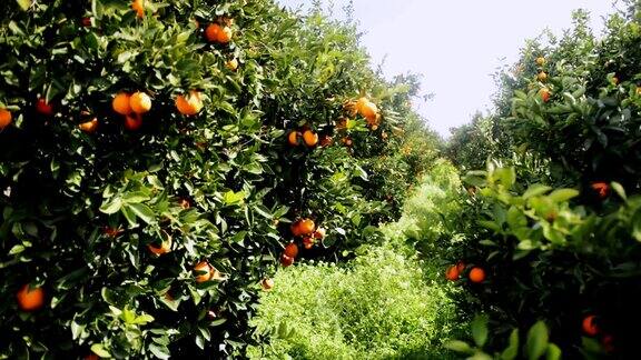 阳光明媚的地中海橘子园