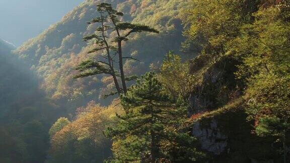 无人机细节拍摄的树木在一个山的悬崖面