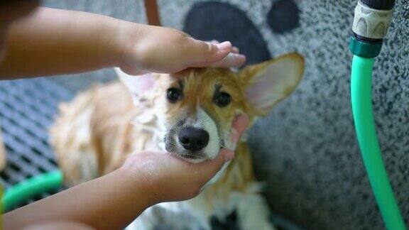 柯基犬有淋浴、水疗和按摩