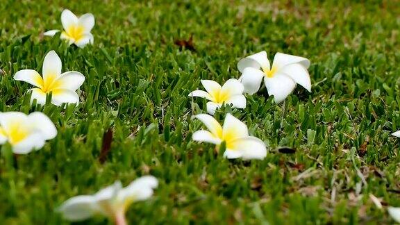 鸡蛋花花在绿草的背景上