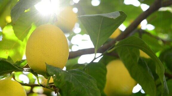 柠檬在树枝上