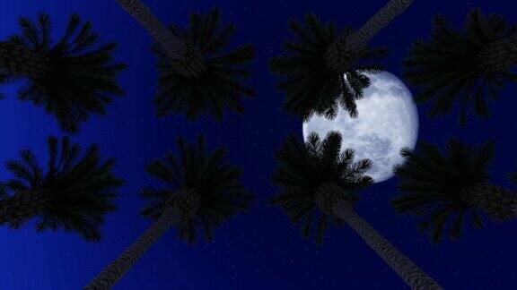 月光下的棕榈树