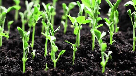 生长植物在春天的时间推移萌芽从种子新生的豌豆植物农业概念4k自然