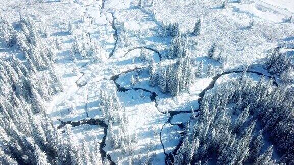 白雪皑皑的森林鸟瞰图