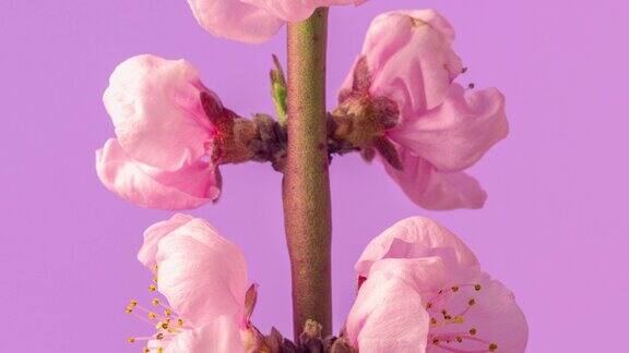 桃花旋转和盛开在粉红色背景的水平格式延时4k视频桃树在春天开花的视频