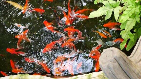 金鱼在池塘里游泳