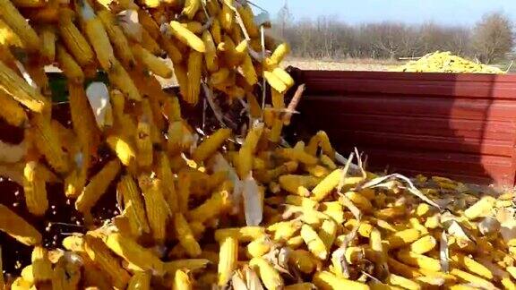 采摘成熟的玉米