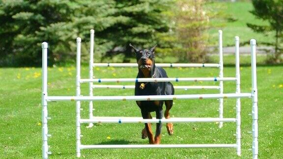 优雅的杜宾犬跳跃敏捷跨栏慢动作