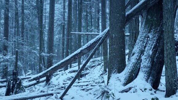 森林里落在原木上的雪