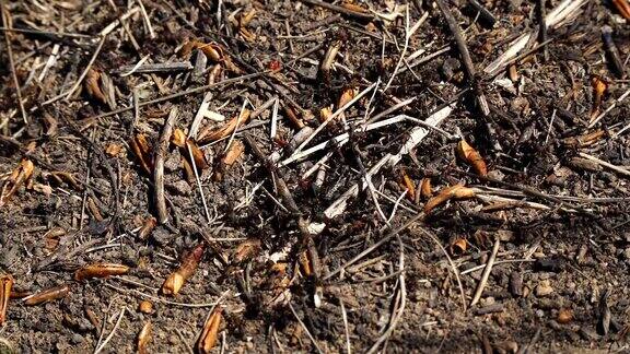 红蚂蚁在地上的巢穴旁