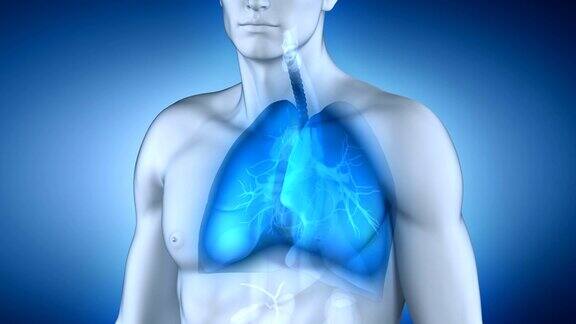 肺和气管解剖