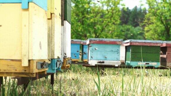 蜜蜂在夏天飞出蜂巢在阳光灿烂的日子里去采蜜