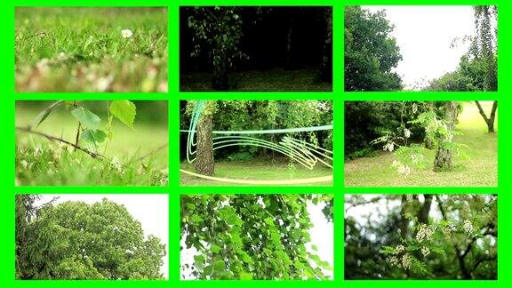 花园蒙太奇-绿色背景
