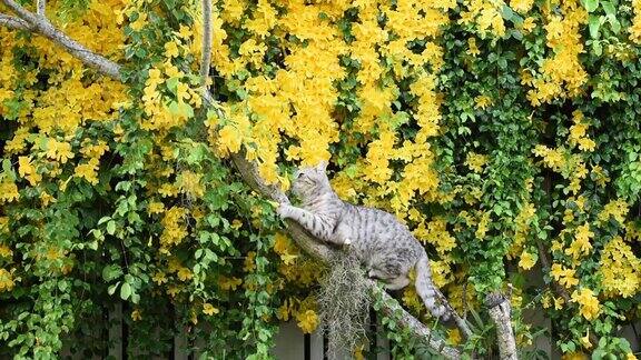 虎斑猫爬上美丽的异国情调的热带黄色花与绿色的叶子墙背景猫爪猫爪藤猫爪蔓生植物