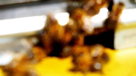 养蜂人捧着一个装满蜜蜂的蜂巢4k便士