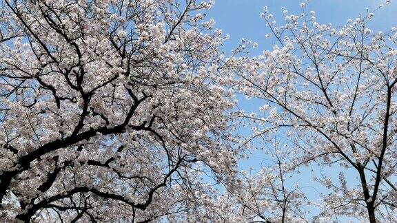 樱花在春天盛开
