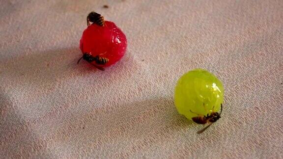 黄蜂坐在糖果上