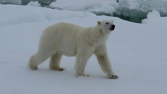 北极熊在冰上