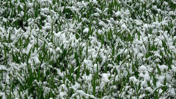 晚春的雪落在绿色的小麦芽上