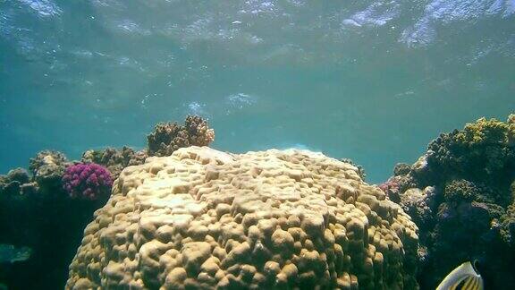 一个珊瑚礁的生命红海马萨阿拉姆阿布达布埃及