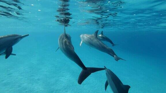 慢镜头一群海豚在蓝色的水面下游泳慢动作水下拍摄金齿龙特写低角度拍摄水下拍摄红海萨塔亚礁(海豚屋)马萨阿拉姆埃及非洲