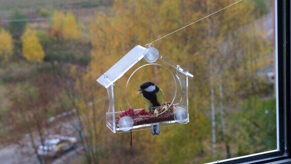 山雀坐在喂食器上开始吃东西一个透明的喂鸟器固定在窗户上鸟啄谷粒