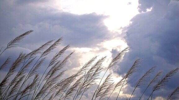 长草在傍晚的微风中摇摆