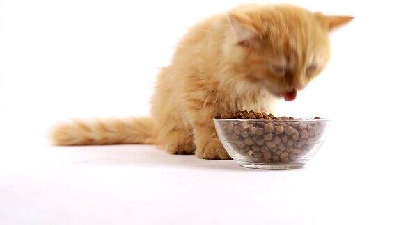 猫吃食物