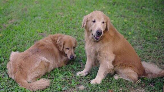 两只金毛寻回犬平静地站在玻璃草坪上