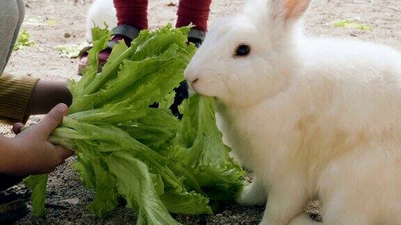可爱的毛茸茸的兔子吃莴苣
