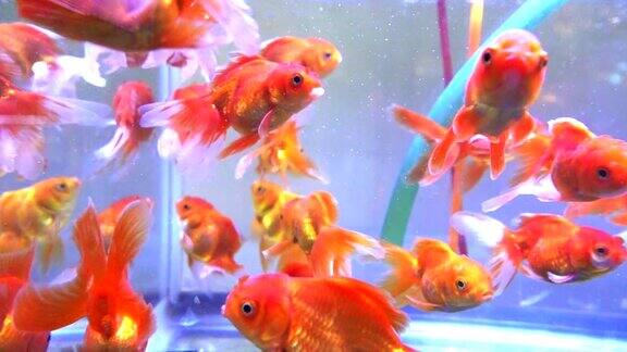 彩色背景与金鱼在水族缸
