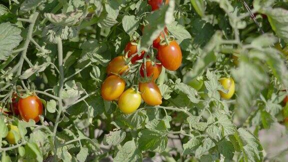 还没有成熟的西红柿生长在绿色植物上