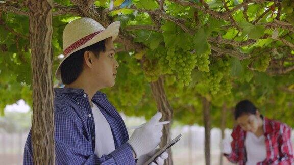 农民在农场用平板检查葡萄投资葡萄种植业务中小企业概念