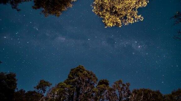 银河夜空-树梢之上