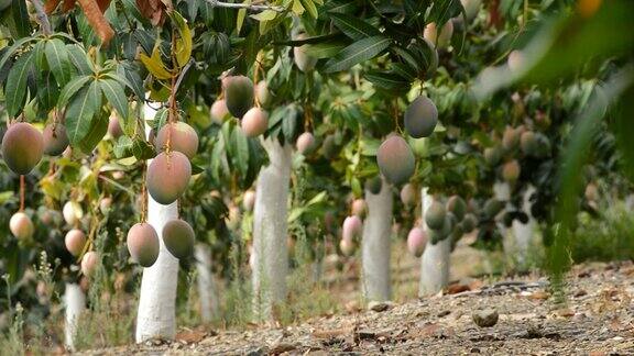 在热带果树的农业种植园中芒果的果实成熟挂在树枝上
