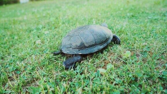 乌龟慢慢地吃着青草