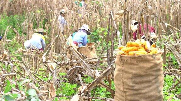 农民们收割玉米