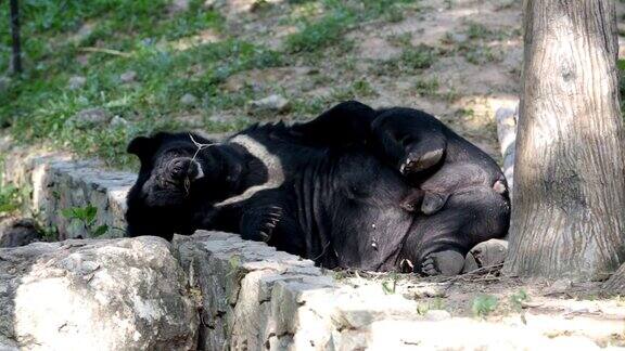 亚洲黑熊(黑熊)在地上玩耍