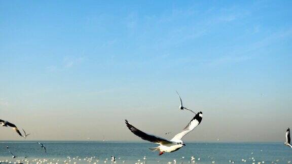 一群海鸥在海面上飞翔和漂浮