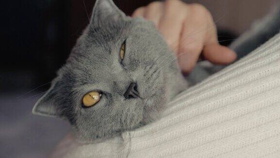 一个女孩怀里抱着一只猫抚摸着它英国灰短毛猫