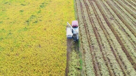 农业机械在稻田里收购水稻