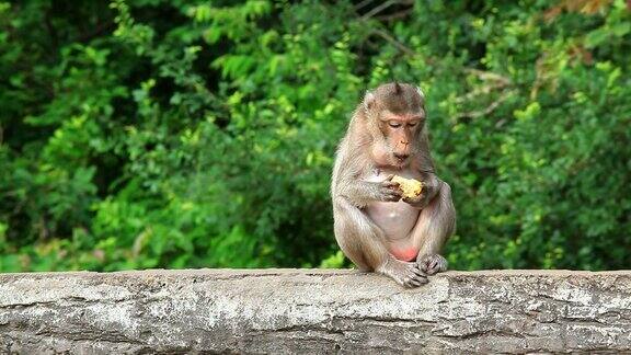 猴子猕猴坐在原木上吃东西