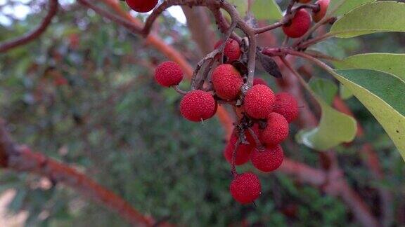 马德龙树红色的果实在雨中与橡树的叶子