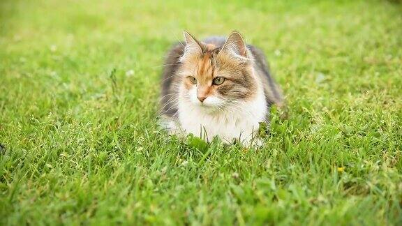 傲慢的短毛家庭有趣的虎斑猫潜入新鲜的绿色草地背景夏天小猫在花园后院散步宠物保健和动物概念