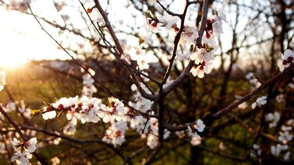 盛开的树在日落春天公园的树上开着白花春天的花园