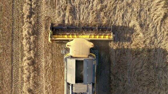 农场收割机收集成熟的谷物穗与收割机空中俯瞰