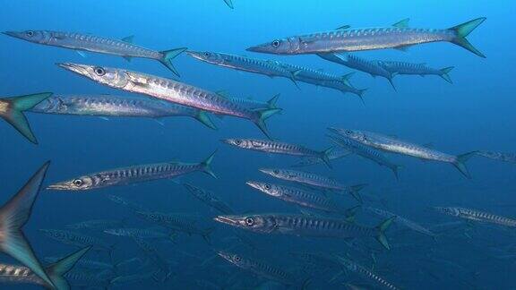 水下野生动物深蓝色海水中的梭鱼鱼群