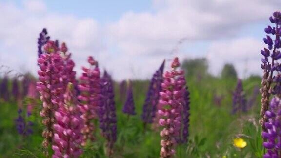 特写4k直播视频镜头的一个晴朗的夏天盛开的紫色羽扇花对着蓝天与云羽扇豆(Lupine)盛开的阳光田背景