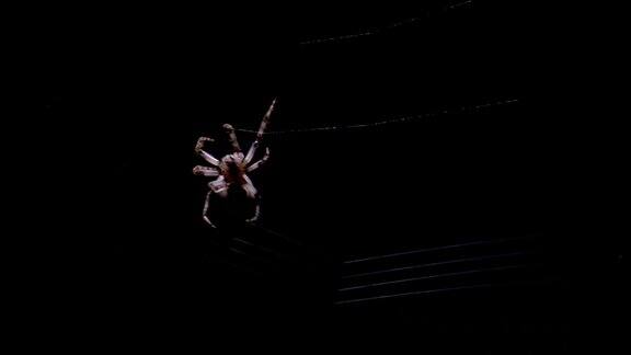蜘蛛织网的超级特写准备晚上狩猎